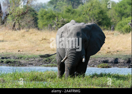 L'éléphant africain (Loxodonta africana), concession Khwai, Okavango Delta, Botswana. Banque D'Images