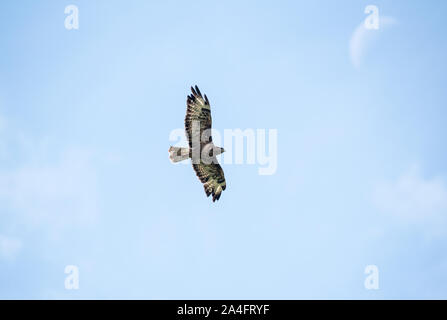 La buse variable (Buteo buteo) flying Banque D'Images