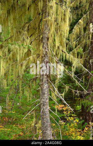 Lichen sur le sapin gracieux, lac Olallie Scenic Area, Pacific Crest National Scenic Trail, Mt Hood National Forest, Virginia Banque D'Images