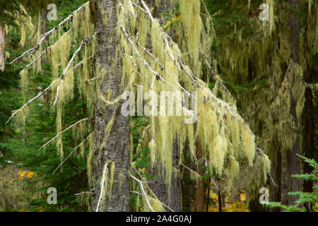 Lichen sur le sapin gracieux, lac Olallie Scenic Area, Pacific Crest National Scenic Trail, Mt Hood National Forest, Virginia Banque D'Images