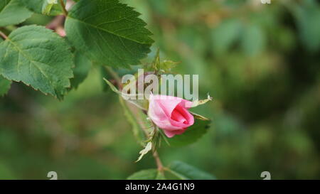 Petites fleurs de roses dans le jardin Banque D'Images