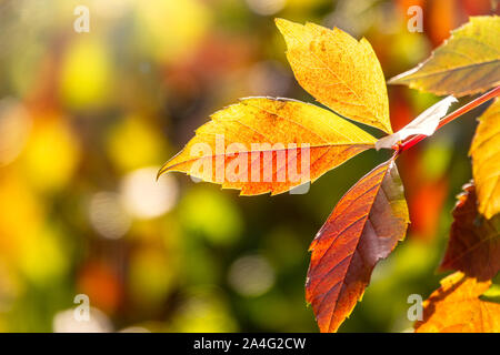 Branches d'érable à l'orange-jaune feuilles à l'automne, à la lumière du soleil. Acer negundo, ou fort ancien, boxelder érable, frêne érable à feuilles. D'automne à sec Banque D'Images