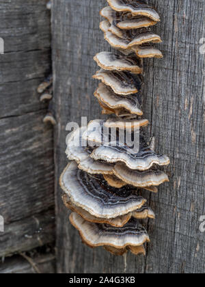 Un gros plan détail de la queue gris gris Turquie Trametes versicolor sur un lit de jardin en bois de feuillus se connecter Banque D'Images