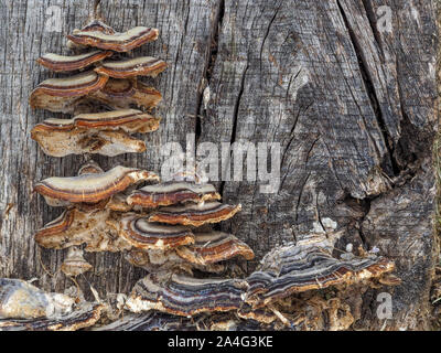 Un close up detail de brun et gris gris Turquie Queue Trametes versicolor sur un lit de jardin en bois de feuillus se connecter Banque D'Images