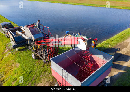 South Haven, Michigan - Récolte des travailleurs les canneberges à DeGRandchamp fermes. Le marais de canneberge est inondé permettant au fruits flottants doivent être collectées. Banque D'Images