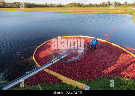 South Haven, Michigan - Récolte des travailleurs les canneberges à DeGRandchamp fermes. Le marais de canneberge est inondé permettant au fruits flottants doivent être collectées. Banque D'Images