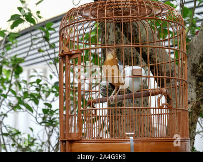 Bird Cage chanter au marché aux oiseaux de Mongkok à Hong Kong Banque D'Images