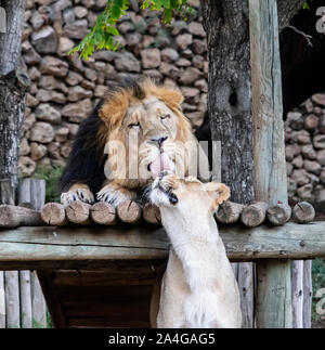 Un lion et une lionne montrer affection dans le Jérusalem, Israël, zoo Banque D'Images