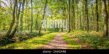Paysage naturel de forêt belge avec les arbres à feuilles caduques et un sentier de randonnée sur un beau jour dans le début de l'automne. Banque D'Images