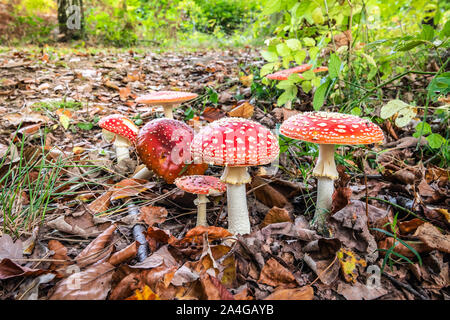 Un groupe de red fly agarics parmi les feuilles d'automne sur une belle journée ensoleillée dans une forêt belge. Banque D'Images