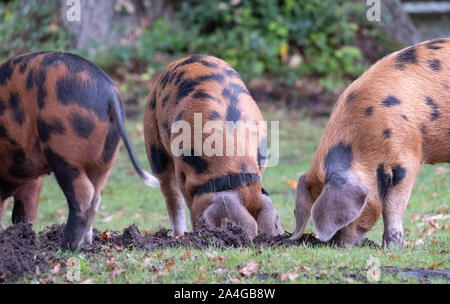 Oxford Sandy et noir des porcs dans la New Forest, Hampshire, Royaume-Uni. Lors de la traditionnelle saison pannage en automne, les porcs sont relâchés dans la forêt. Banque D'Images