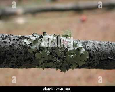 Les lichens poussant sur une branche d'arbre dans une relation symbiotique contenant différents champignons et d'algues. Banque D'Images