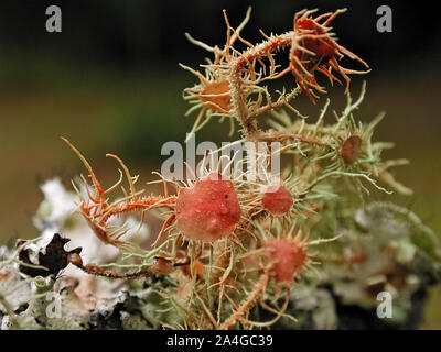 Les lichens poussant sur une branche d'arbre dans une relation symbiotique contenant différents champignons et d'algues. Banque D'Images