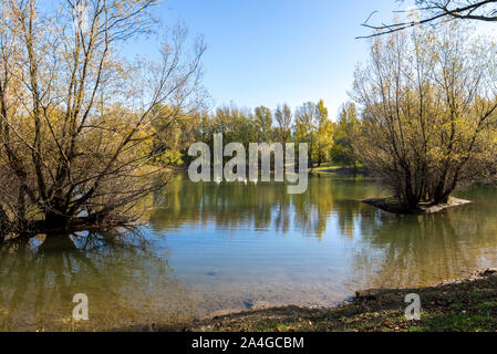 Un groupe de cygnes blancs sur un lac peu profond à Bundek city park, Zagreb, Croatie Banque D'Images