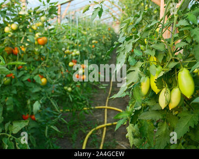 Beaucoup d rapening les tomates en serre en bois de film en été Banque D'Images