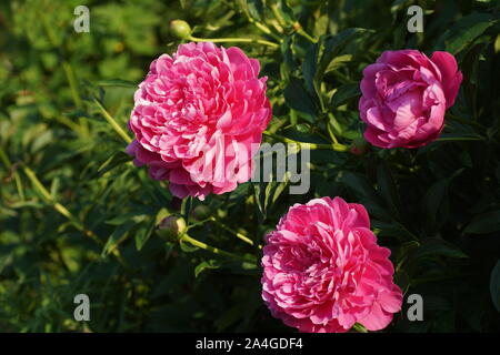 Paeonia Princess Margaret. Fleur de pivoine rose double. Paeonia lactiflora pivoine chinoise (ou même jardin pivoine). Belles pivoines rose. Banque D'Images