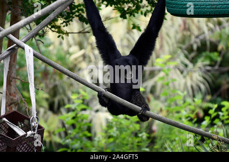 Un singe siamang avec des bras très longs accrochés à une branche