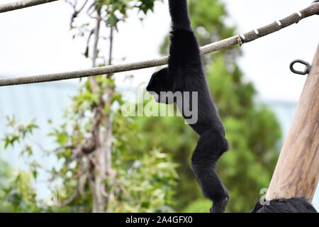Siamang Gibbon Ape howling sur corde à wooden post Banque D'Images