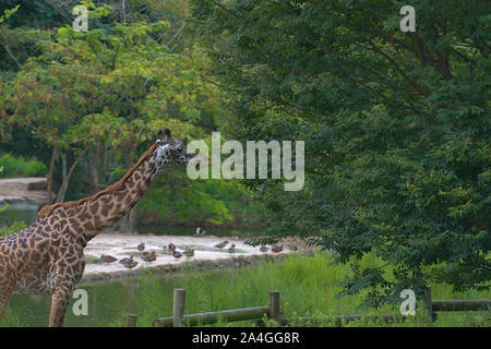 Girafe Masai pâturage sur les feuilles des arbres Banque D'Images