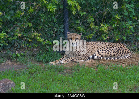 Le guépard au zoo fixant à la caméra en Banque D'Images