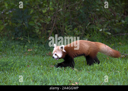 Le panda rouge walking in grass Banque D'Images