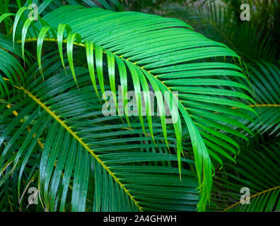 Feuilles de palmier vert et le backround de frondes Banque D'Images