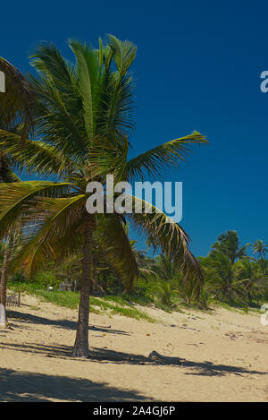 Paume en 'Los tubos'beach, Vega Baja PR Banque D'Images