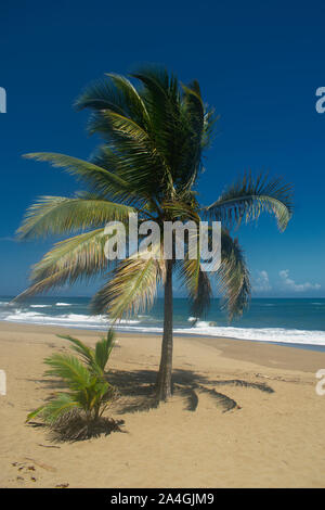 Paume en 'Los tubos'beach, Vega Baja PR Banque D'Images