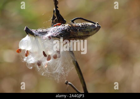 Lait d'ouverture pod de mauvaises herbes Banque D'Images