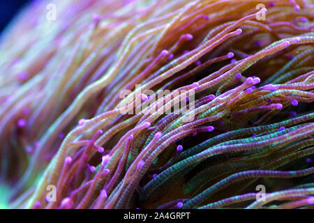 Me demande l'élégance coral - Catalaphyllia jardinei Banque D'Images