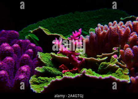 Birdnest SPS Coral - Seriatopora califorrum Banque D'Images