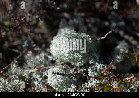 Lichen Cladonia rangiferina Moss. Renne gris lichen. Belle mousse de forêt de couleur pâle croissant dans les climats chauds et froids. Le cerf, le caribou de la mousse. Banque D'Images