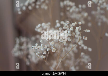 Belle floraison close-up of Alpine Gypsophila fleur ou Creeping Baby's Breath Gypsophila repens. Banque D'Images