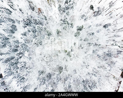 Belle vue aérienne de la neige a couvert de forêts de pins. Le givre blanc et givre couvrant les arbres. Paysage d'hiver pittoresque près de Vilnius, Lituanie. Banque D'Images