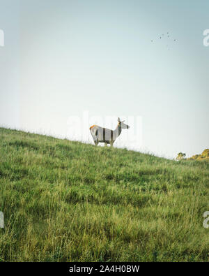 Un matin dans les collines de la vallée de Matai, Nelson - Nouvelle Zélande Banque D'Images