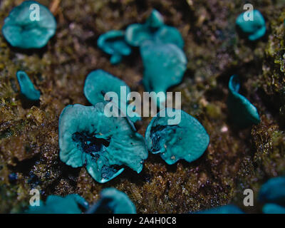 Chlorociboria aeruginascens Blue-Stain (champignon) sur un tronc d'arbre tombé, le parc de la Gatineau, Québec, Canada. Banque D'Images