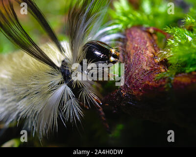 Chef d'une espèce de poignard américain Caterpillar (Acronicta americana) avec du blanc et noir poils hérissés, le parc de la Gatineau, Québec, Canada. Banque D'Images