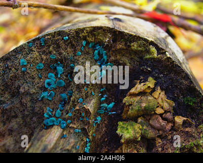 Chlorociboria aeruginascens Blue-Stain (champignon) sur un tronc d'arbre tombé, le parc de la Gatineau, Québec, Canada. Banque D'Images