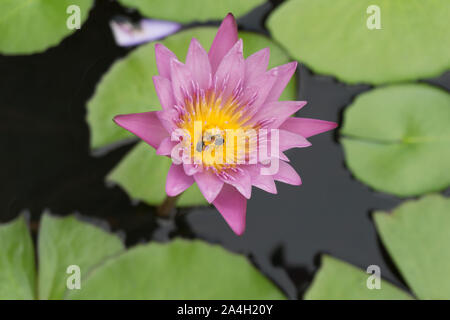 Les fleurs de lotus en fleurs avec des abeilles la collecte du pollen de son nectar. Banque D'Images