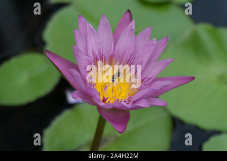 Les fleurs de lotus en fleurs avec des abeilles la collecte du pollen de son nectar. Banque D'Images