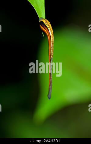 Tiger Leech, Haemadipsa picta, sur feuille, nuit à pied dans la forêt tropicale, Parc National de Sepilok, Sandakan, Sabah, le nord-est de Bornéo, Malaisie Banque D'Images