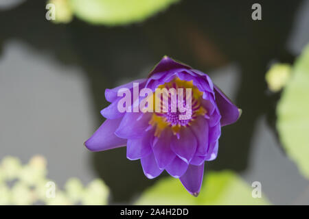 Les fleurs de lotus en fleurs avec des abeilles la collecte du pollen de son nectar. Banque D'Images