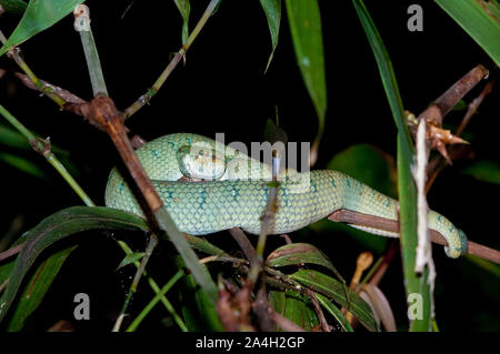 Pit Viper vert carénées de Bornéo, Tropidolaemus subannulatus, vu pendant la nuit à pied dans la forêt tropicale, Parc National de Sepilok, Sandakan, Sabah, au nord-est Banque D'Images