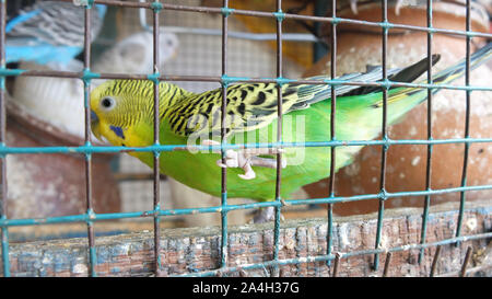 Perruche vert et jaune conservé comme animal de compagnie dans une grande cage dans un ménage intérieur indien. Banque D'Images