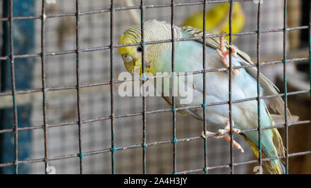 Perruche vert et jaune conservé comme animal de compagnie dans une grande cage dans un ménage intérieur indien. Banque D'Images