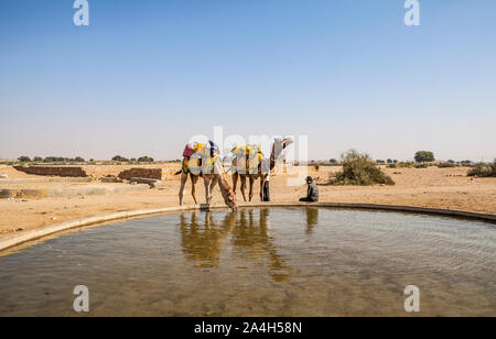 Les chameaux prendre dans un peu d'eau dans un petit village (Kanoi) dans le désert de Thar du Rajasthan, Inde. Banque D'Images