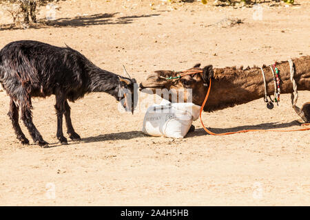 Un chameau défend son sac de nourriture à partir d'un encroching près de chèvre Kanoi village de l'ouest du Rajasthan, en Inde, le désert du Thar. Banque D'Images