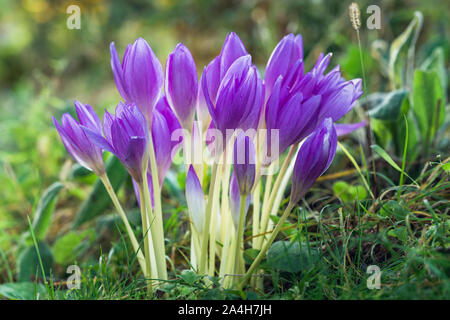 Colchicum autumnale ou crocus d'automne. Belles fleurs dans le soleil du matin Banque D'Images