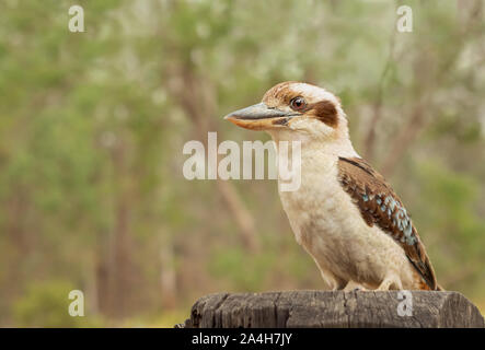 Oiseau emblématique de l'Australie, le Laughing Kookaburra, rire ou jackass, Kingfisher Dacelo novaeguineae géant, un oiseau indigène bien connue de l'Australie Banque D'Images