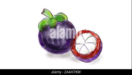 Aquarelle Dessin d'un mangoustan (Garcinia mangostana), également connu sous le nom de mangoustan violet sur blanc. Banque D'Images